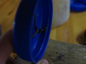 push-wire-up-into-lid