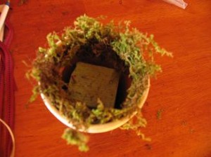 glue-moss-around-inside-edge-of-pot