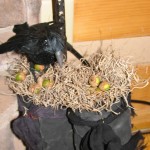 close up of nest in witches boots