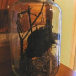 crow in jar uplighted