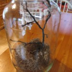 put twig in jar