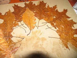 first leaf placement