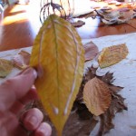 first row of leaves