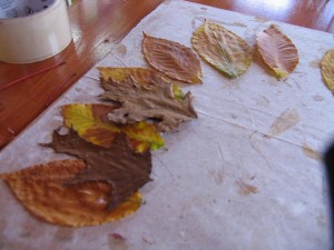 second row of leaves