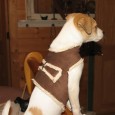 <!-- AddThis Share Buttons above via filter on get_the_excerpt -->
<div class="at-above-post-arch-page" data-url="http://www.not2crafty.com/2010/01/soft-cuddly-harness-dog/" data-title="Make a soft and cuddly harness for your dog."></div>
 
Here is the reason I haven’t posted anything since Christmas. His name is Sawyer and he is so much fun! I made this cuddly harness for him so that [...]<!-- AddThis Share Buttons below via filter on get_the_excerpt -->
<div class="at-below-post-arch-page" data-url="http://www.not2crafty.com/2010/01/soft-cuddly-harness-dog/" data-title="Make a soft and cuddly harness for your dog."></div><!-- AddThis Share Buttons generic via filter on get_the_excerpt -->
<!-- AddThis Related Posts generic via filter on get_the_excerpt -->
