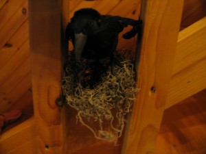 crow in nest