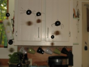 spiders
